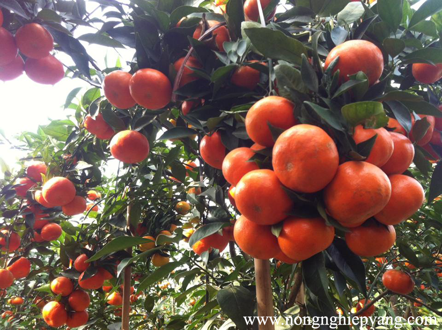 trồng cam đường canh trong chậu