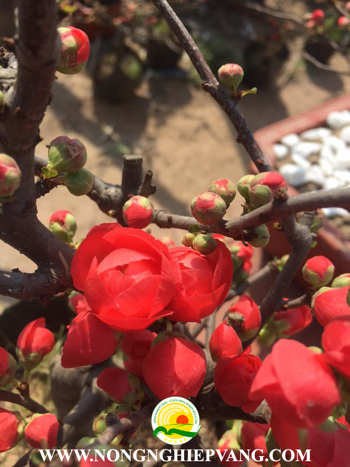 cây mai đỏ tphcm