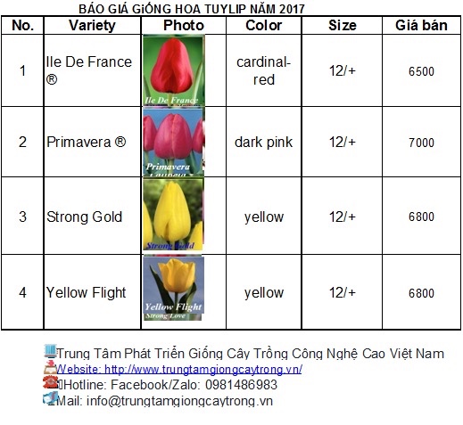 bảng giá củ hoa tulip