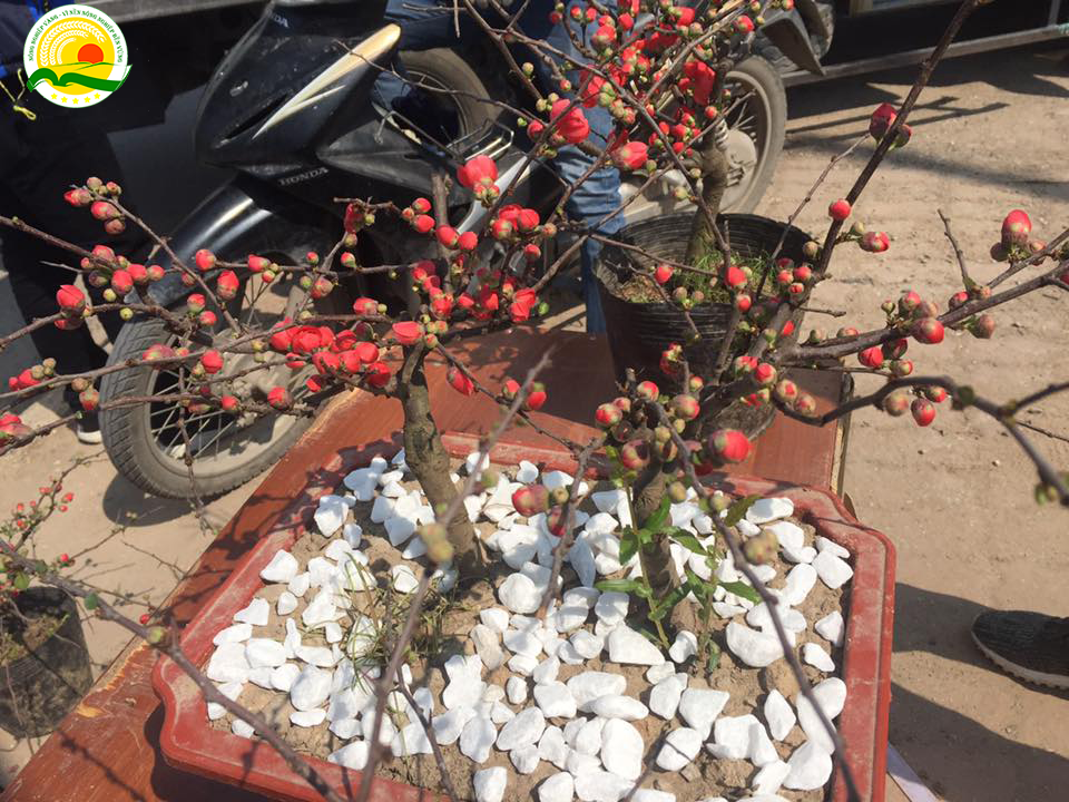 hoa mai đỏ 2