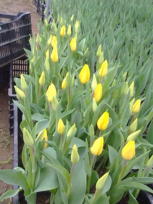 hoa tulip tết 2019