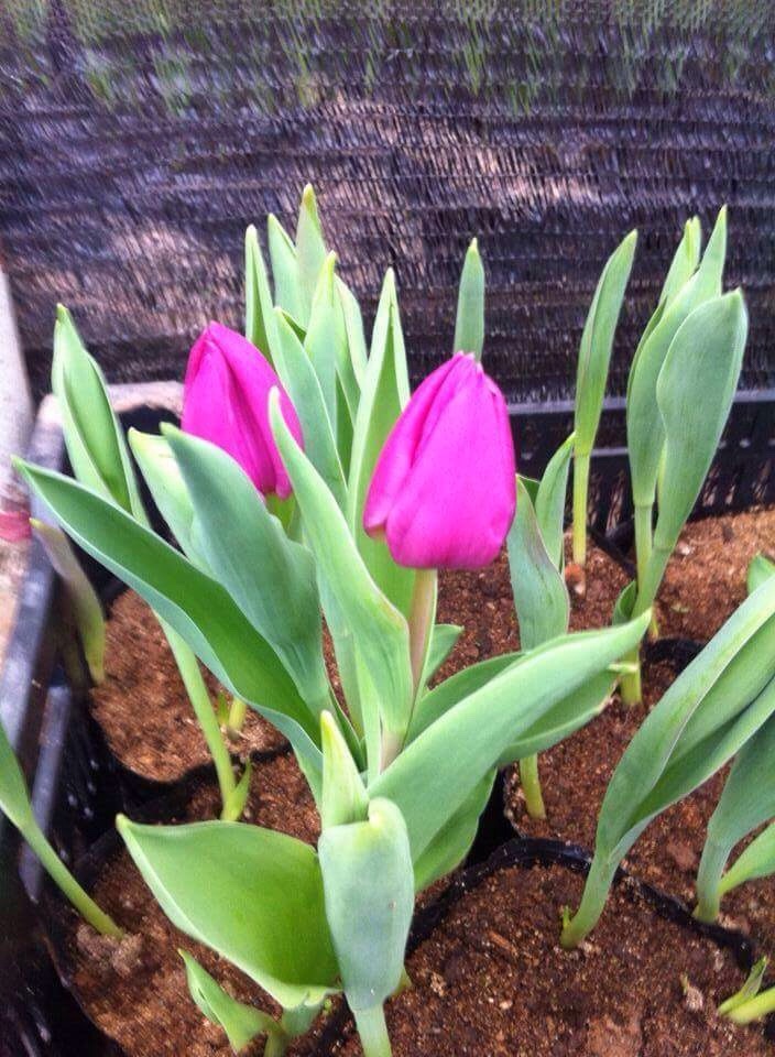 hoa tulip bán tết 2019