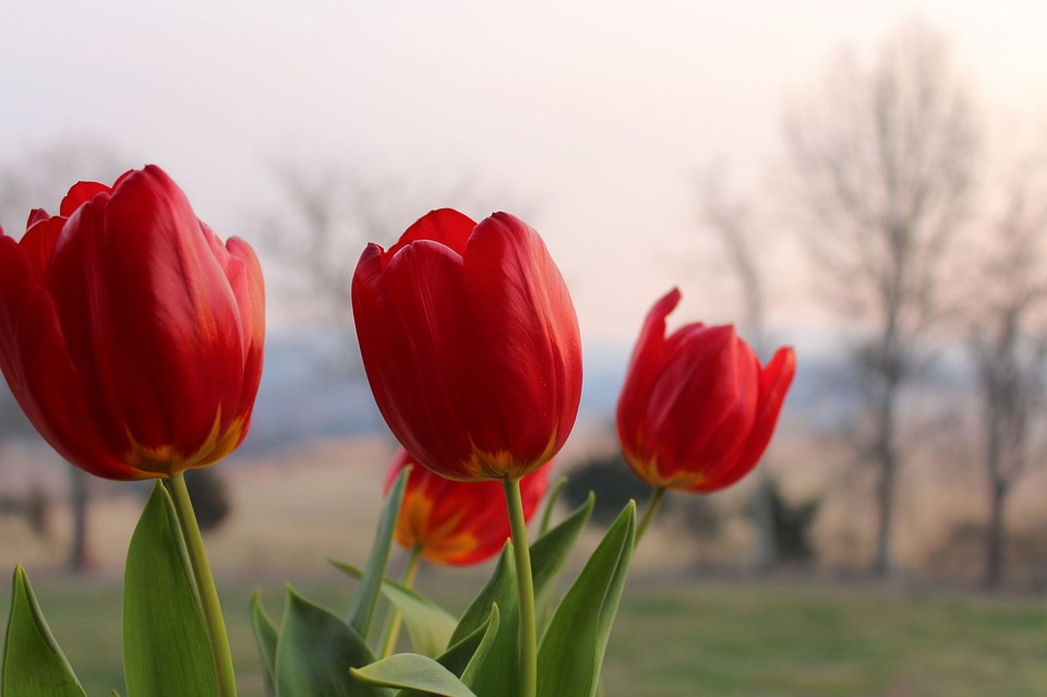 hoa tulip đỏ