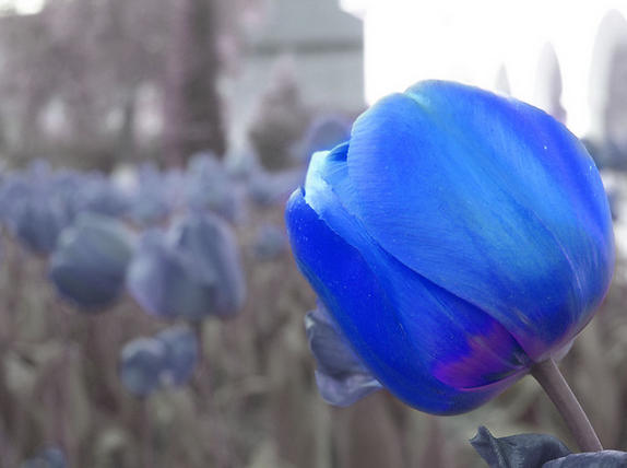 tulip xanh