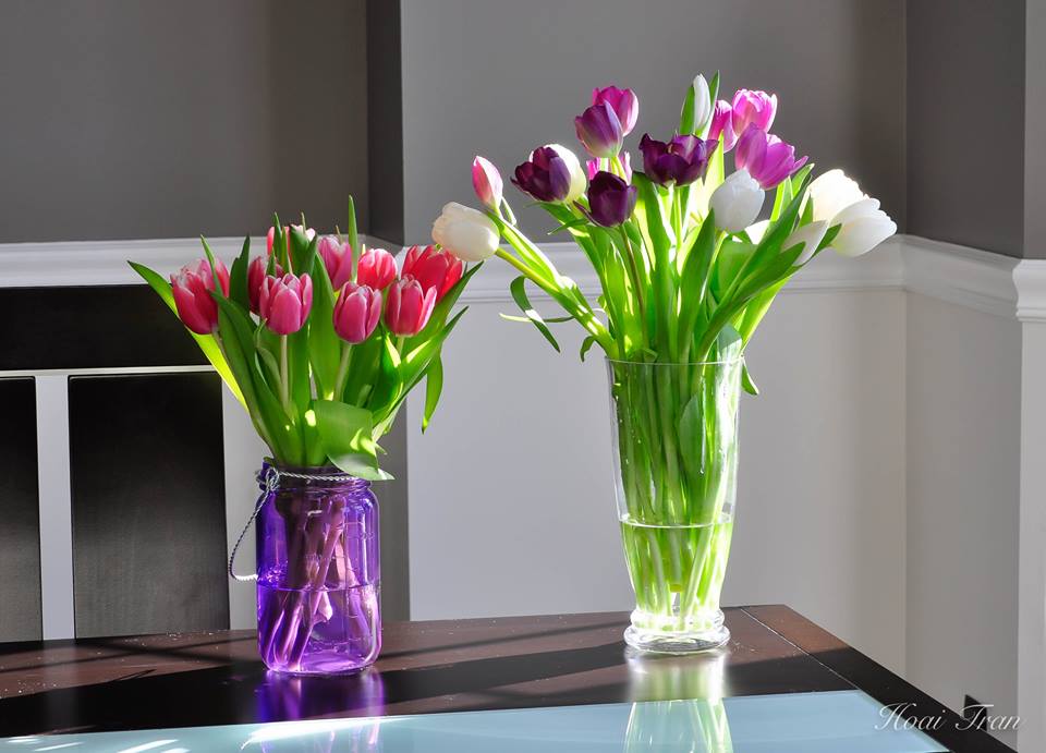 Cách trồng hoa Tulip trong nước đơn giản