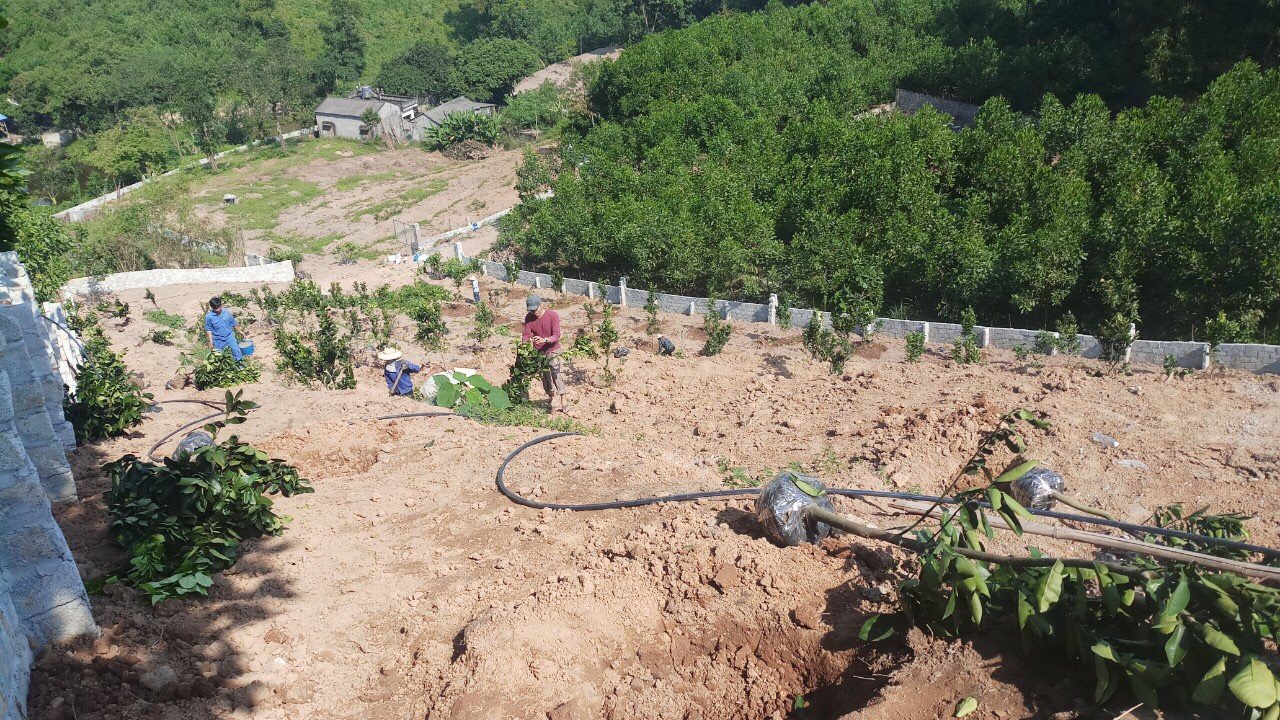 Hoàn thành dự án trồng Cây ăn quả ở Phú Lương - Thái Nguyên