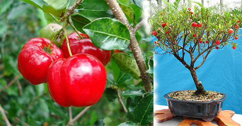 Cách trồng cây Sơ Ri trong chậu vườn nhà cực kỳ đơn giản