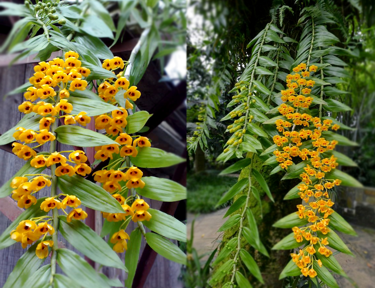 Tên các loại hoa Phong lan rừng đẹp nhất Việt Nam