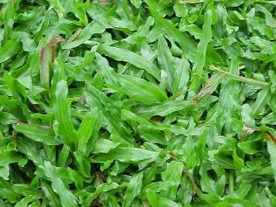 CỎ LÁ TRE