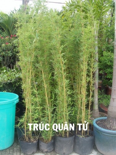 TRÚC QUÂN TỬ