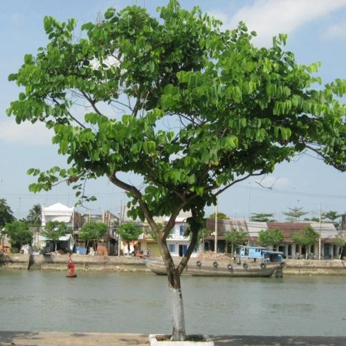 CÂY HOA BAN (MÓNG BÒ)