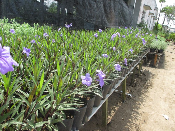 CÂY CHIỀU TÍM