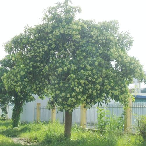 CÂY HOA SỮA