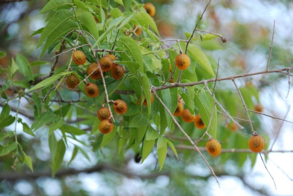 Cây bồ hòn