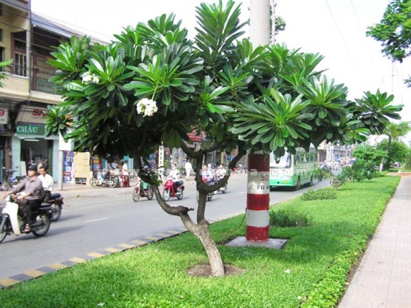 Cây hoa sứ