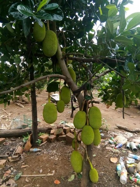 GIỐNG CÂY MÍT THÁI