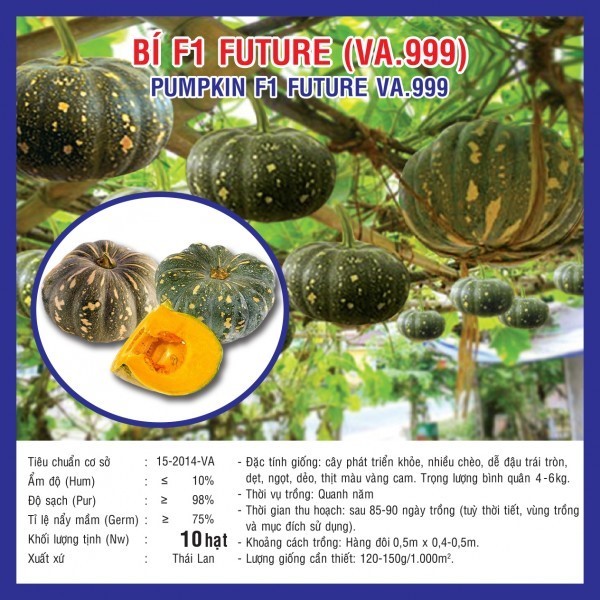 HẠT GIỐNG BÍ F1 FUTURE