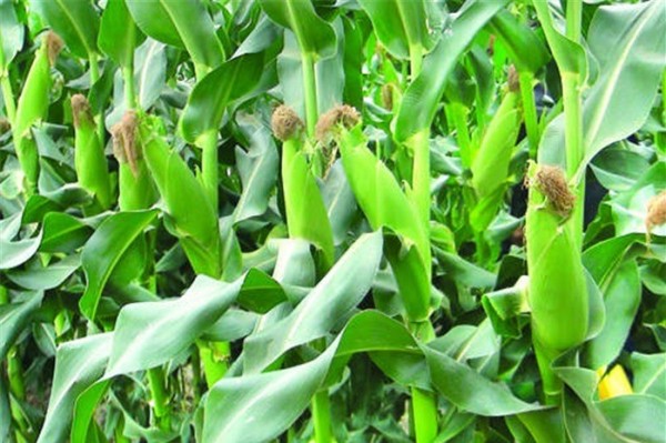GIỐNG NGÔ NẾP LAI HN88