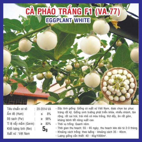 HẠT GIỐNG CÀ PHÁO TRẮNG F1