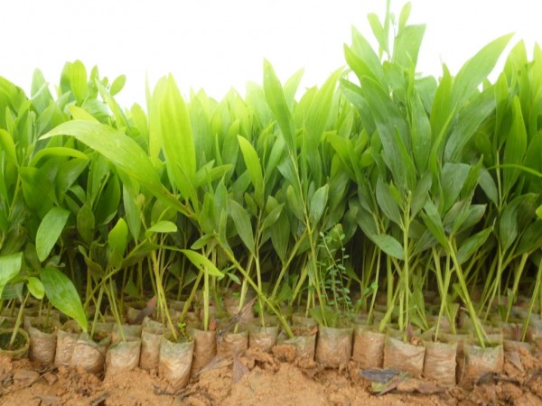 GIỐNG CÂY KEO LAI