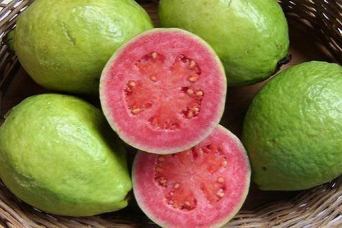 GIỐNG CÂY ỔI RUỘT HỒNG