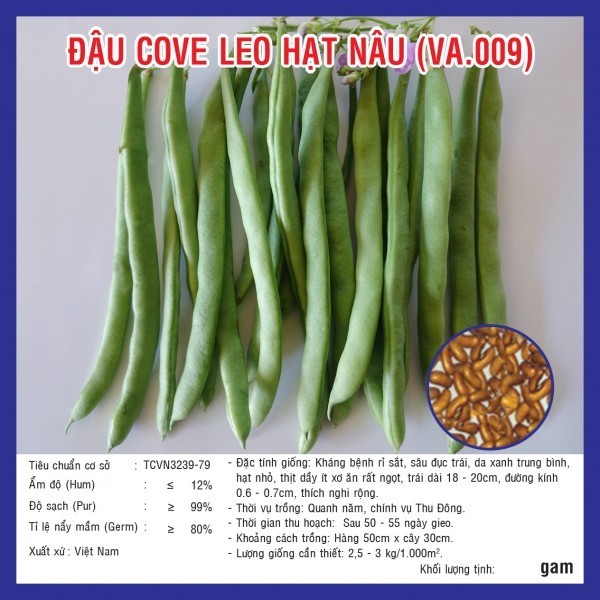 HẠT GIỐNG ĐẬU COVE LEO HẠT NÂU