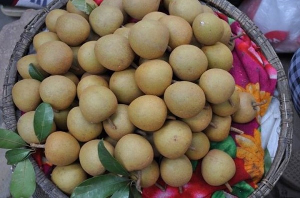 GIỐNG CÂY HỒNG XIÊM XUÂN ĐỈNH