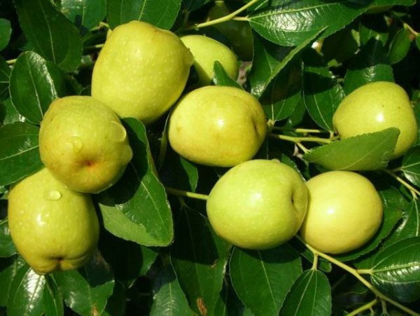 GIỐNG CÂY TÁO ĐÀO VÀNG