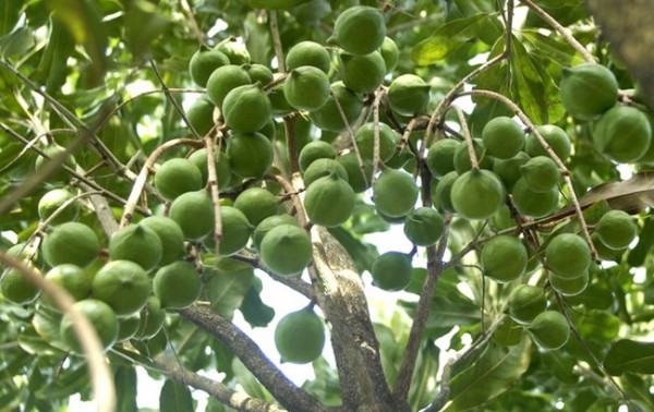 GIỐNG CÂY MẮC CA