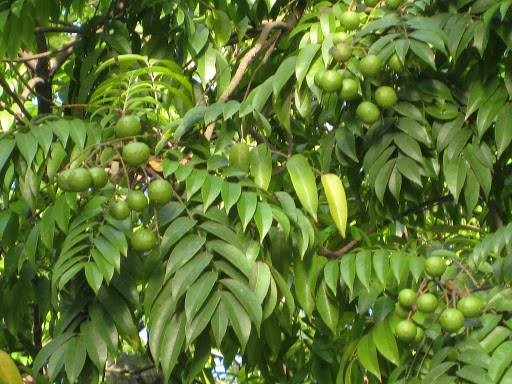GIỐNG CÂY SẤU