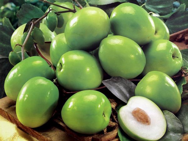 GIỐNG CÂY TÁO ĐẠI