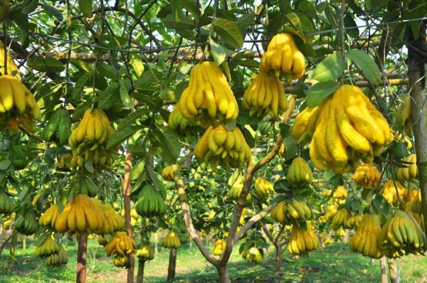 GIỐNG CÂY PHẬT THỦ
