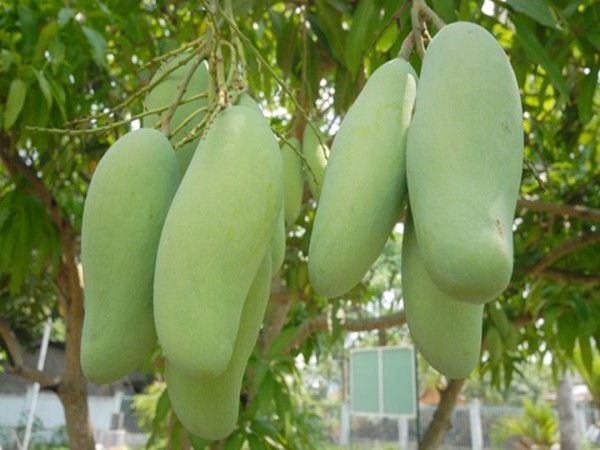 GIỐNG CÂY XOÀI THÁI LAN