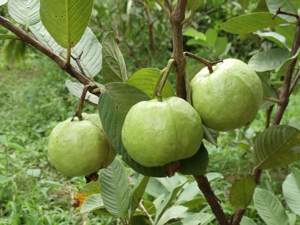 GIỐNG CÂY ỔI NỮ HOÀNG