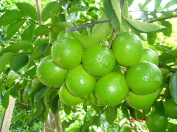 GIỐNG CÂY CHANH KHÔNG HẠT