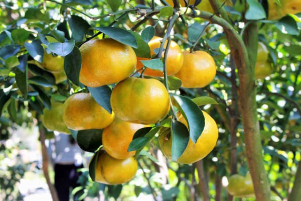 GIỐNG CÂY QUÝT ĐƯỜNG
