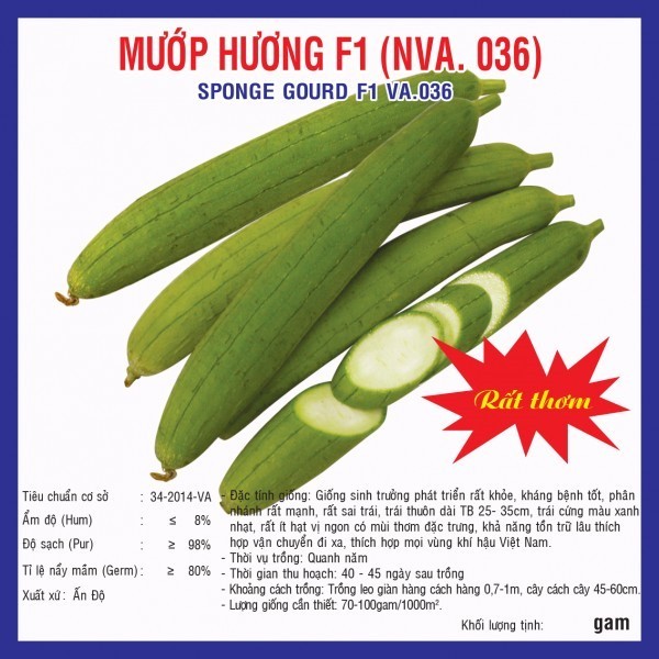 HẠT GIỐNG MƯỚP HƯƠNG F1