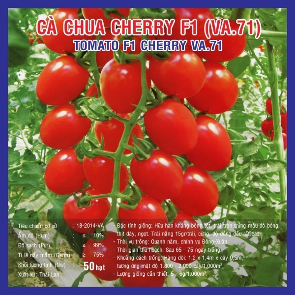 HẠT GIỐNG CÀ CHUA CHERRY F1