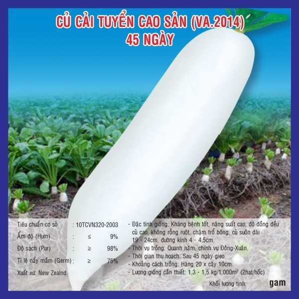 HẠT GIỐNG CỦ CẢI TUYỂN CAO SẢN