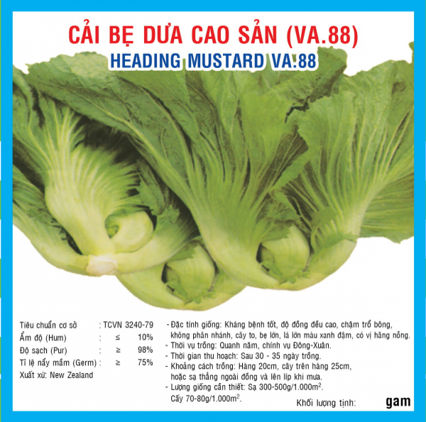 HẠT GIỐNG CẢI BẸ DƯA CAO SẢN
