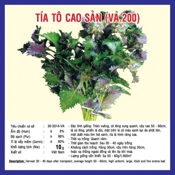 HẠT GIỐNG TÍA TÔ CAO SẢN