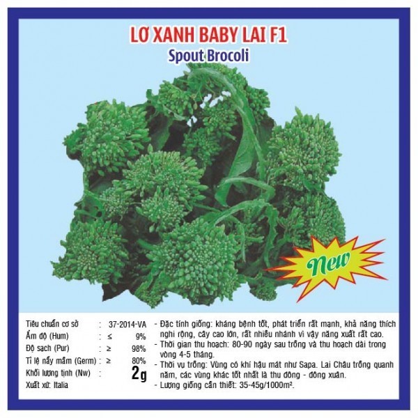 HẠT GIỐNG LƠ XANH BABY LAI F1