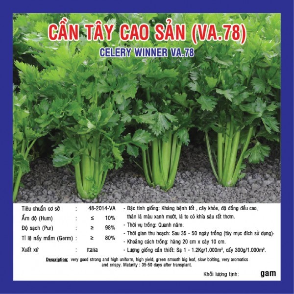 HẠT GIỐNG CẦN TÂY CAO SẢN