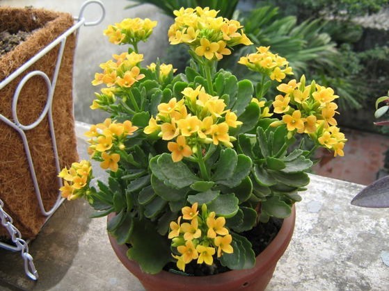 GIỐNG HOA SỐNG ĐỜI