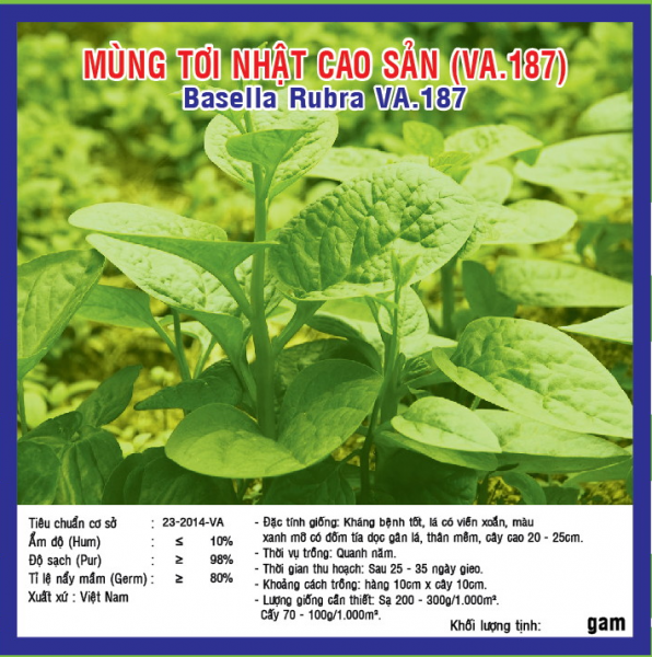 HẠT GIỐNG MÙNG TƠI NHẬT CAO SẢN