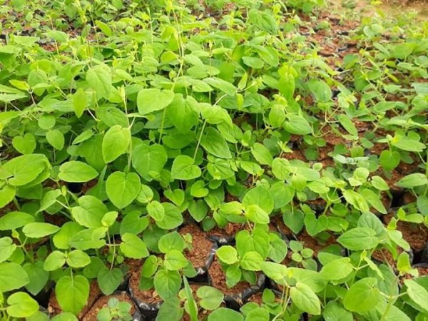 GIỐNG CÂY ĐẢNG SÂM