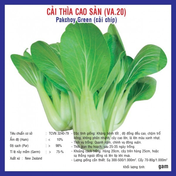 HẠT GIỐNG CẢI THÌA CAO SẢN