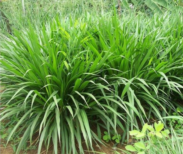 GIỐNG CỎ PASPALUM