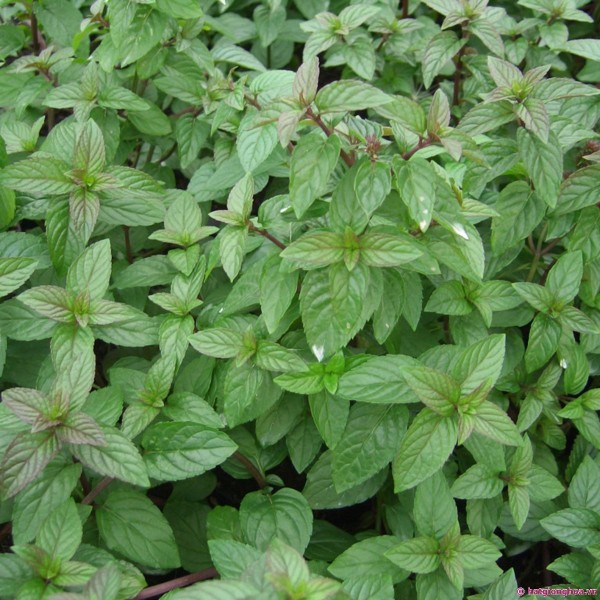 GIỐNG CÂY BẠC HÀ