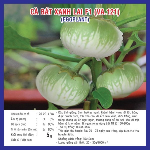 HẠT GIỐNG CÀ BÁT XANH LAI F1